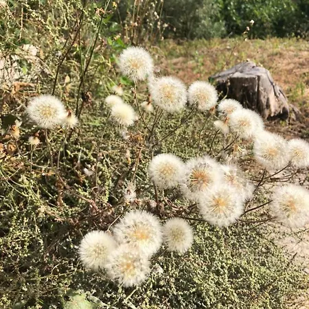 La Casetta Nel Verde Hébergement de vacances *